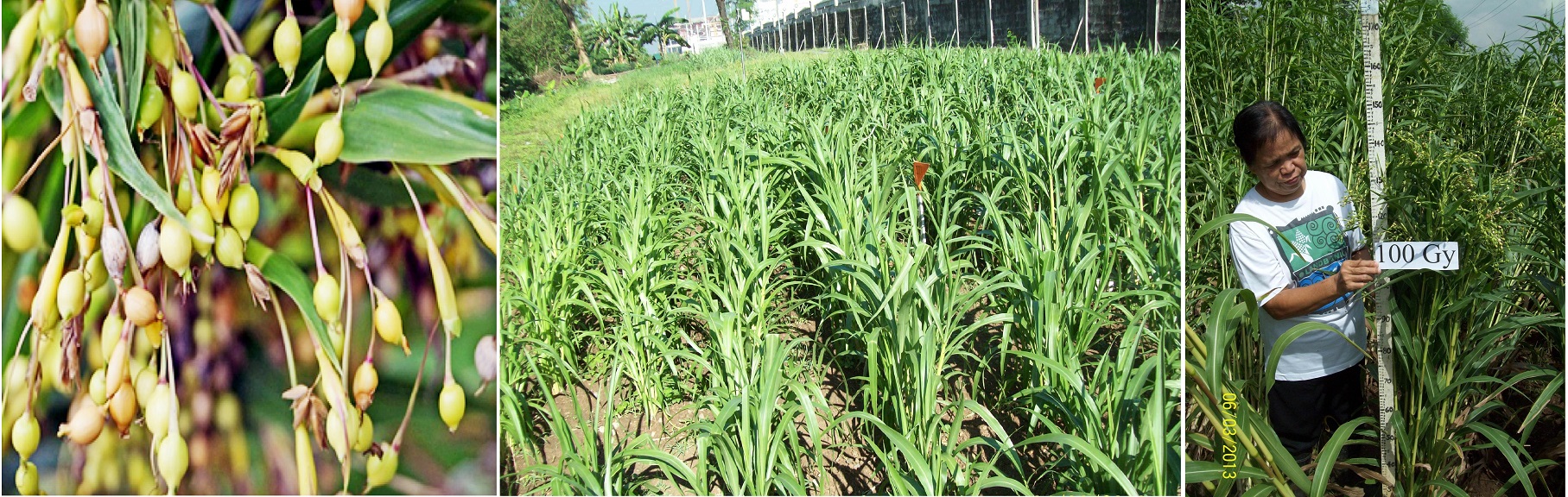 news-dost-steps-up-adlai-crops-with-irradiation-technology-04272016