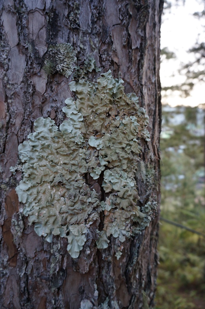 news experts find 12 new species of philippine lichens 10032017